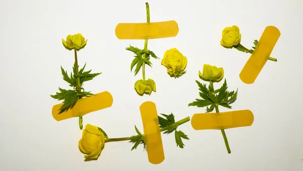Flores Silvestres Amarillas Con Cintas Adhesivas Marco Blanco — Foto de Stock