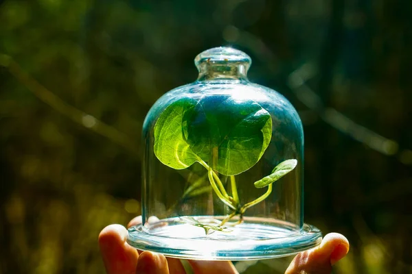 green plant under a glass cap against summer or spring forest. male hand holding glass  jar