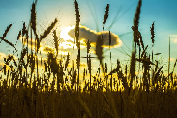 Pšenice Uši Západu Slunce Krajina Při Západu Slunce — Stock fotografie