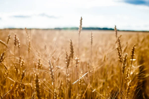 Пшеничные Уши Закате Ландшафт — стоковое фото