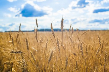 buğday kulaklarını günbatımı. günbatımı manzara