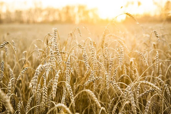 Tarwe Oren Zonsondergang Landschap Bij Zonsondergang — Stockfoto