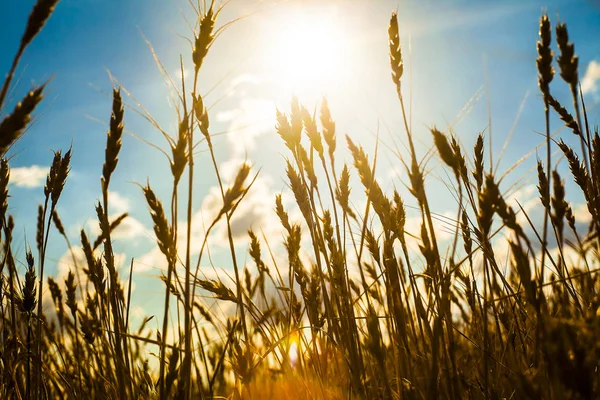 Пшеничные Уши Закате Пейзаж Закате — стоковое фото