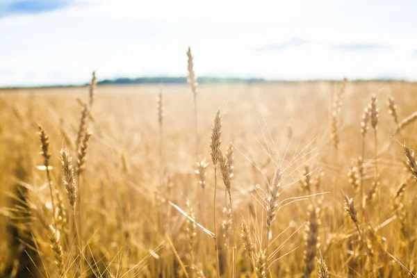 Пшеничні Вуха Над Заходом Сонця Пейзаж — стокове фото