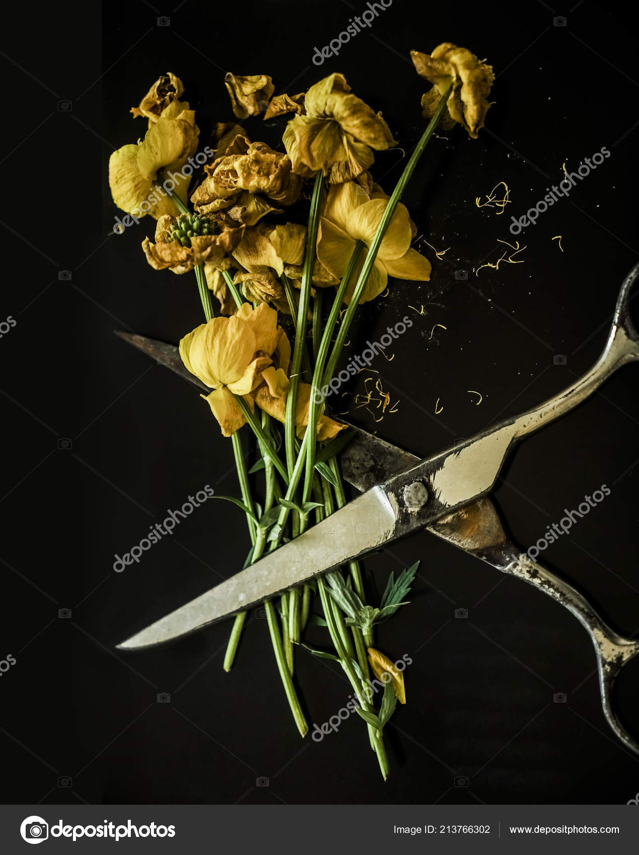 Vivid Color Dried Yellow Flowers Scissors Still Life Empty Copy Royalty Free Photo Stock Image By C Borjomi Vivid Color Dried Yellow Flowers Scissors Still Life Empty Copy Royalty Free Photo Stock Image By C Borjomi