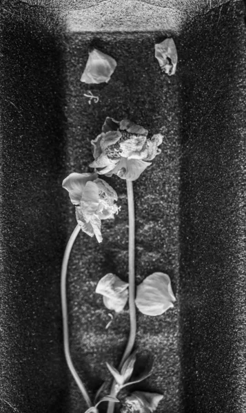 Δύο Αποξηραμένα Κίτρινα Λουλούδια Ένα Μαύρο Πλαστικό Φόντο — Φωτογραφία Αρχείου