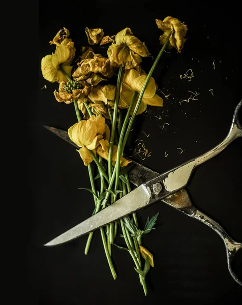 Levendige Kleur Gedroogde Gele Bloemen Tussen Schaar Stilleven Lege Kopieer — Stockfoto