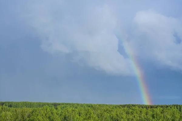 Duha Dešti Létě Modré Obloze Bílé Mraky Nad Lesem — Stock fotografie