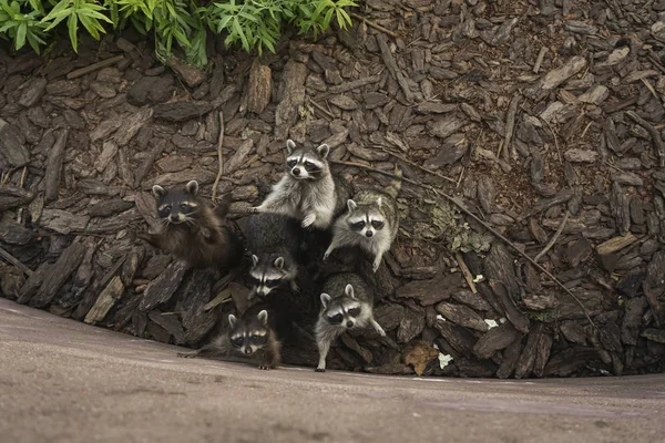 Αστεία Όμορφα Ρακούν Ρακούν Στο Ζωολογικό Κήπο Πολλά Ρακούν — Φωτογραφία Αρχείου