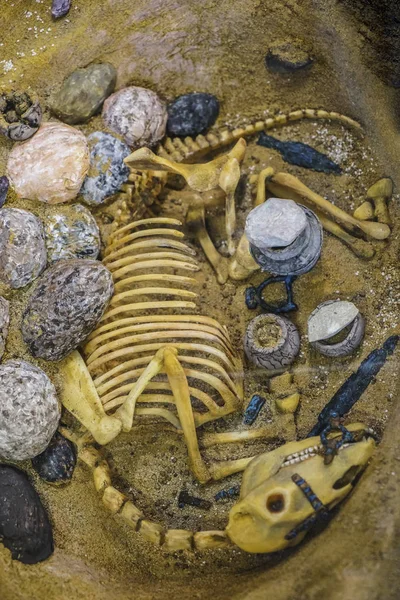 Escavando Fósseis Dinossauros Perto — Fotografia de Stock