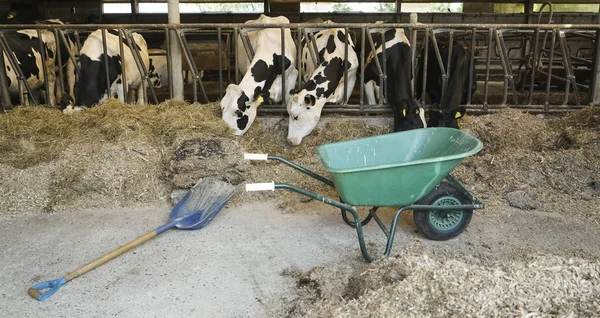 Vacas Estábulo Livre Comendo Feno Seco Showel Carrinho Ficar Perto — Fotografia de Stock
