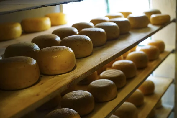 フランスアルプスのアルプス農場でチーズの伝統的な生産 チーズの上にチーズとトレイ 業界を作ります — ストック写真