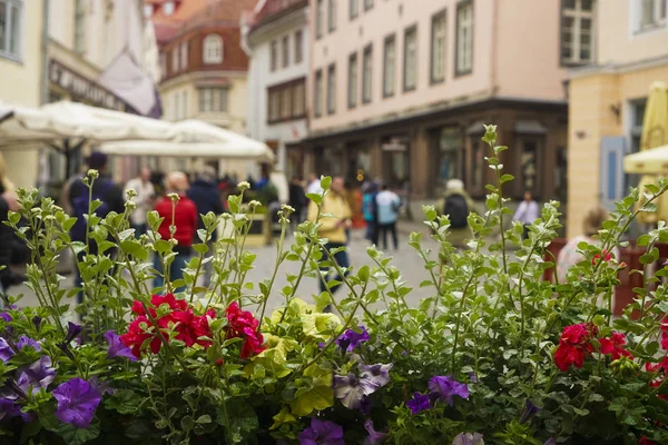 Flores Verão Contra Cidade Europeia Com Turistas Pedestres — Fotografia de Stock