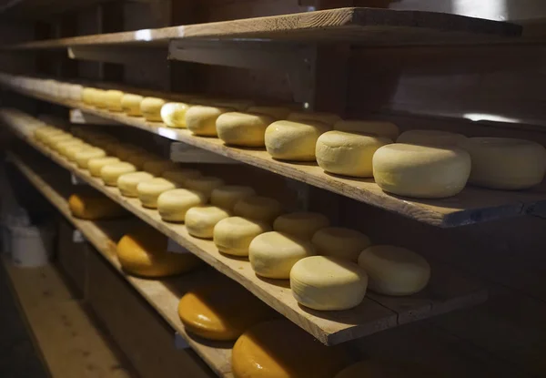 Traditional production of  cheese at Alpine farm of the French Alps. Tray with cheese on a cheese - making industry. Food