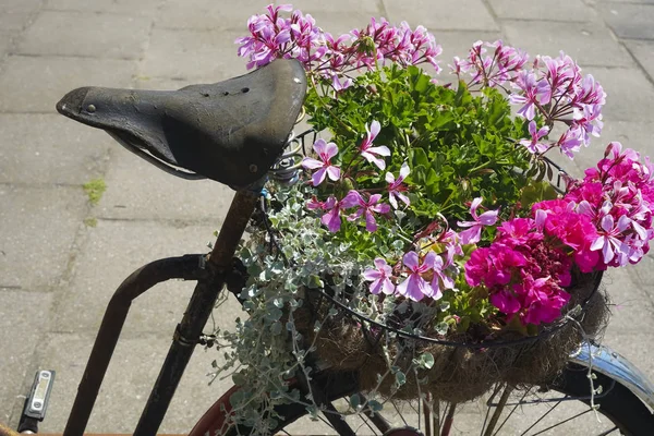 Sommar Violetta Blommor Korg Gamla Vintage Cykel — Stockfoto