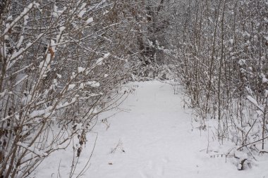 Orman, kar kış ağaçlarda ağaçlar kar kaplı