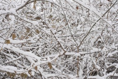 ağaç dalları kar kış. Doğa arka plan. 