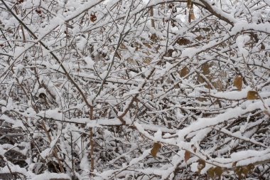 ağaç dalları kar kış. Doğa arka plan. 