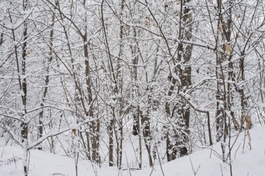 Kış manzarası. Park veya kar bahçede. Noel duvar kağıdı. Snowy orman arka plan. Çam ağacı yaprakları üzerinde kar olmadan.