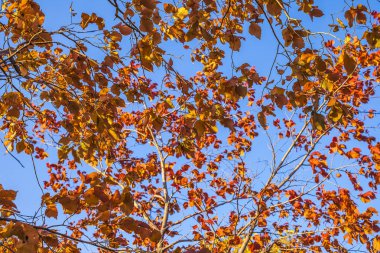 mavi gökyüzü arka plan ile sarı sonbahar yaprakları