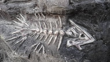 Balık fosil iskelet erken Jurassic dönem soyu tükenmiş deniz sürüngenleri cinsidir