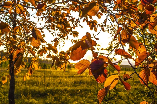 Žlutá Strom Paprscích Slunce Podzimní Příroda Krajina Podzimní Strom — Stock fotografie