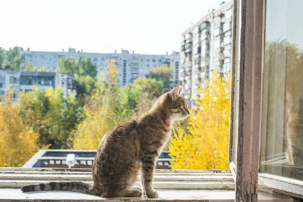 Gatto Seduto Sul Telaio Metallo Della Finestra Contro Cielo Blu — Foto Stock