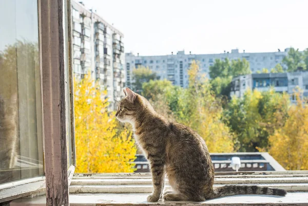 Gato Sentado Moldura Metal Janela Contra Céu Casa Azuis Mola — Fotografia de Stock