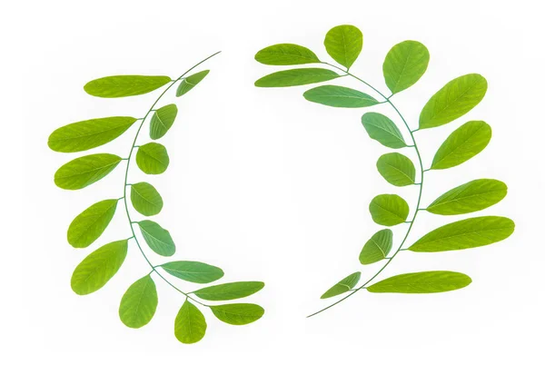圆形框架由两根树枝制成 绿叶隔离在白色背景上 — 图库照片