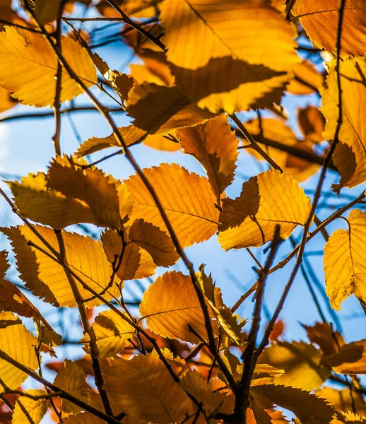 Autumn foliage of orange tree leaves with blue sky background