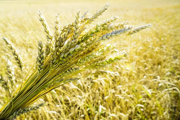Золотые Колосья Пшеницы Фоне Неба — стоковое фото