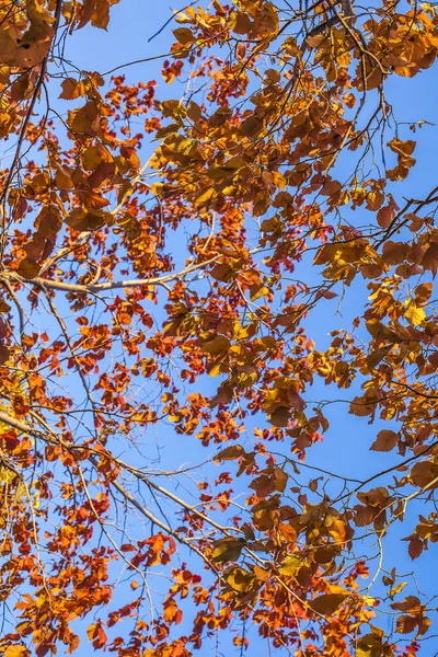 Желтые Осенние Листья Голубом Фоне Неба — стоковое фото