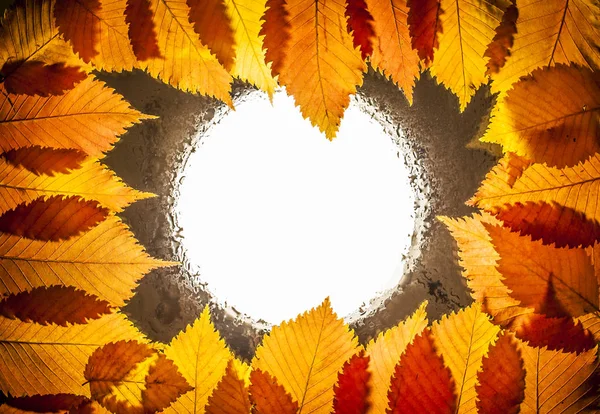 Autumn Frame Made Wet Orange Leaves Autumn Background — Stock Photo, Image