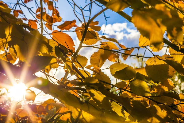 Fundo Folhagem Outono Temporada Outono Dourado Dia Ensolarado — Fotografia de Stock