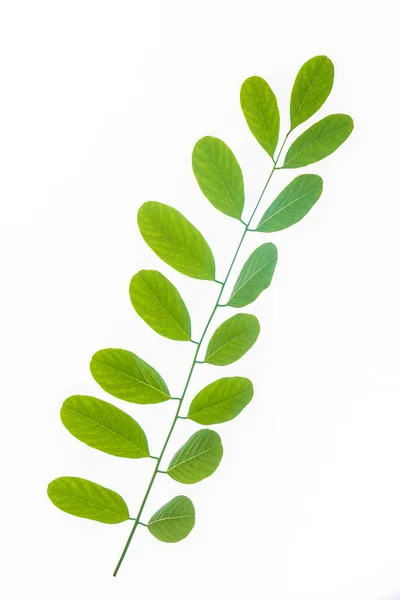 Branch Green Leaves Isolated White Background — Stock Photo, Image