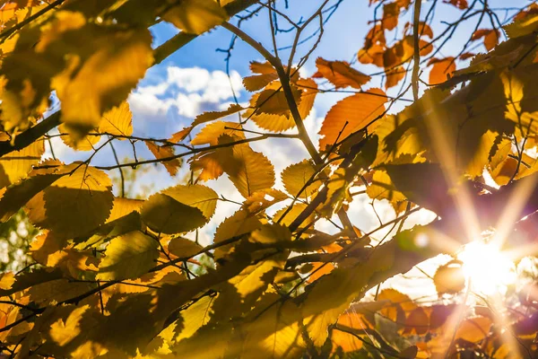 Fundo Folhagem Outono Temporada Outono Dourado Dia Ensolarado — Fotografia de Stock