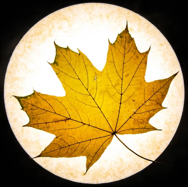 Yellow Autumn Maple Leaf Isolated White Background — Stock Photo, Image
