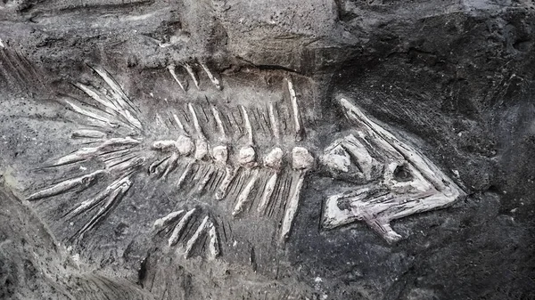 Fish Fossil Skeleton Gênero Répteis Marinhos Extintos Início Período Jurássico — Fotografia de Stock