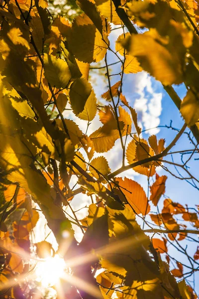 Fundo Folhagem Outono Temporada Outono Dourado Dia Ensolarado — Fotografia de Stock