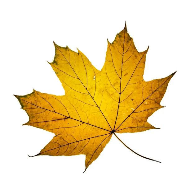 Yellow Autumn Maple Leaf Isolated White Background — Stock Photo, Image