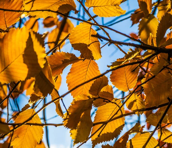 Folhagem Outono Folhas Laranjeira Com Fundo Azul Céu — Fotografia de Stock