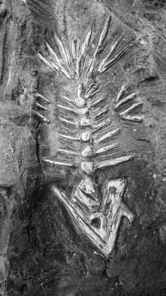 Fish Fossil Skeleton Gênero Répteis Marinhos Extintos Início Período Jurássico — Fotografia de Stock