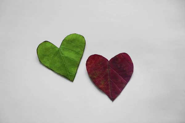 Deux Coeurs Coupant Des Feuilles Isolées Sur Fond Blanc — Photo