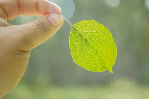 Mano Masculina Sosteniendo Una Hoja Verde Bosque —  Fotos de Stock