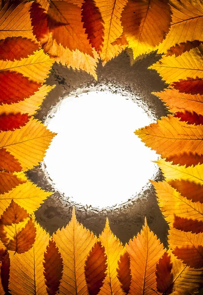 autumn frame made of wet orange leaves. autumn background