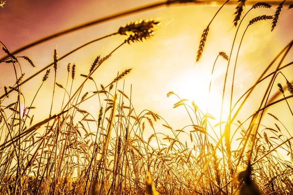 Pšenice Uši Západu Slunce Krajina Při Západu Slunce — Stock fotografie