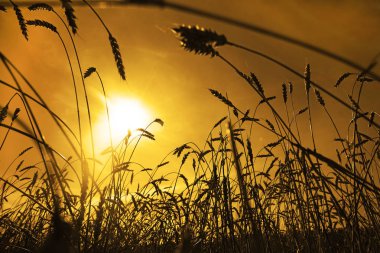 Buğday alan kulaklarında. günbatımı manzara