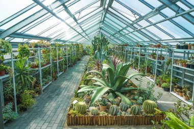 Yeşil Kaktüs bahçesi. Sera