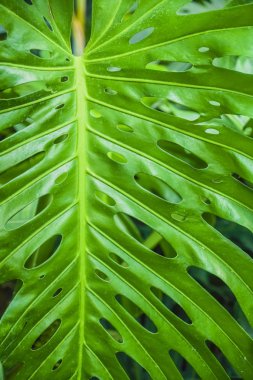 Arka plan - üstten görünüm için yeşil Monstera yaprak. yaprak arka plan