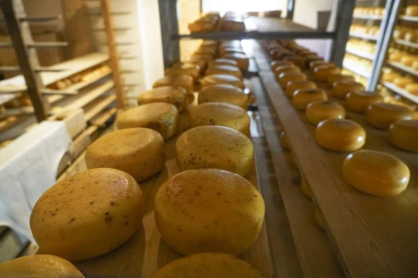 フランスアルプスのアルプス農場でチーズの伝統的な生産 チーズの上にチーズとトレイ 業界を作ります — ストック写真